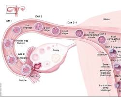Scientific illustration of zygote dividing into a blastocyst and hatching from the zona pellucida during pregnancy week 3