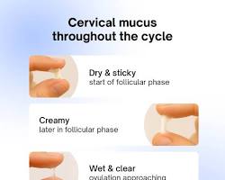 Infographic of cervical mucus changes during the fertile window showing egg white consistency