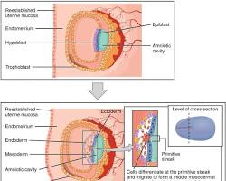 Scientific illustration of the three germ layers: Ectoderm, Mesoderm, and Endoderm forming in a Week 4 embryo