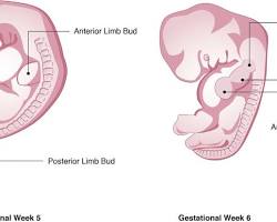 Medical diagram showing the division of the heart tube into chambers during week 6