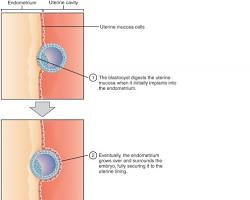 Medical diagram showing a blastocyst burrowing into the uterine lining during implantation in week 3