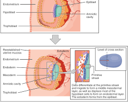 Diagram of the neural tube zipping shut to form the baby's brain and spinal cord