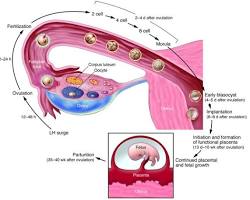 Medical diagram showing the LH hormone spike triggering egg release from the ovarian follicle during pregnancy week 2