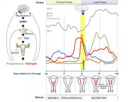 Diagram of an ovary showing follicle development and egg selection during Week 1